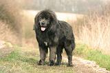 DOGUE DU TIBET 388